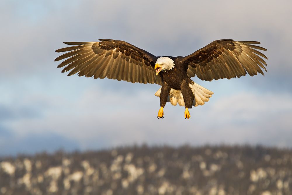 Bald-eagle-wings-spread-landing-pose-E07G8313-Homer,-AK.jpg