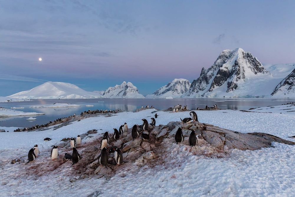 Gentoo-penguins-resting-for-the-night_S6A0096-Petermann-Island,-Antarctica.jpg