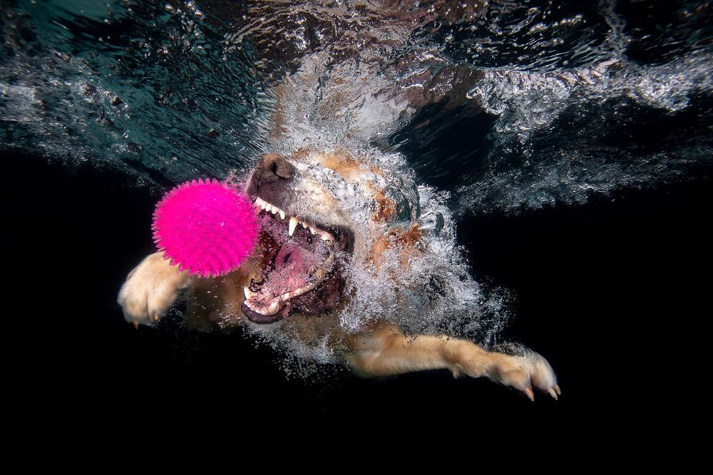 Ozzy-going-for-the-purple-ball-underwater_83A9737-Dover,-FL,-USA.jpg