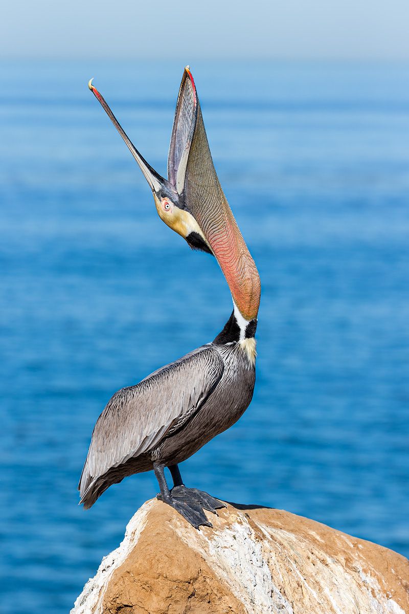 Brown pelican head throw with pouch visible II_E7T9521-La Jolla Cliffs, La Jolla, USA.jpg