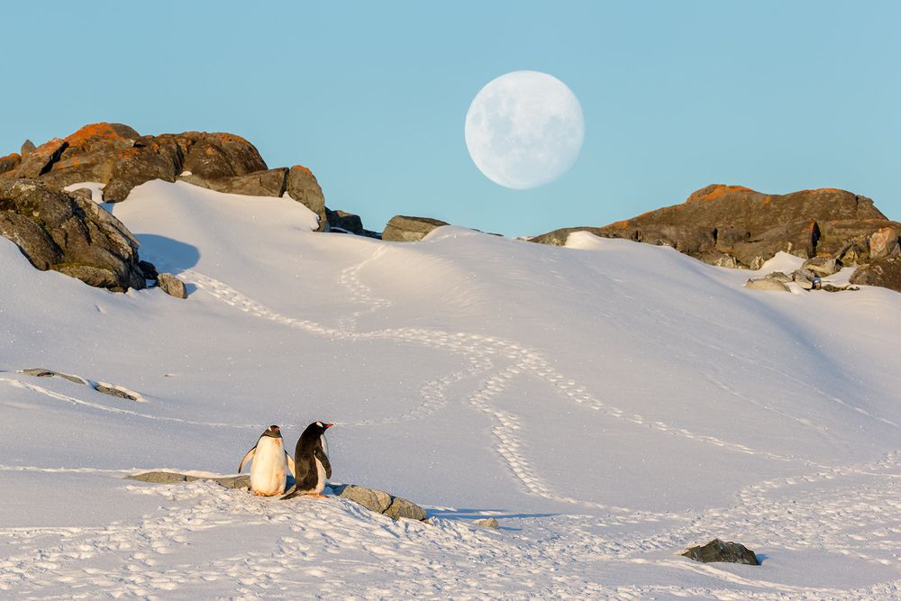 Moonrise-above-the-penguin-colony_E7T6992-Petermann-Island,-Antarctica.jpg