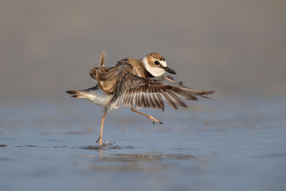 Wilson's-plover-dancing-on-water_D8A1183-Fort-de-Soto,-FL,-USA.jpg
