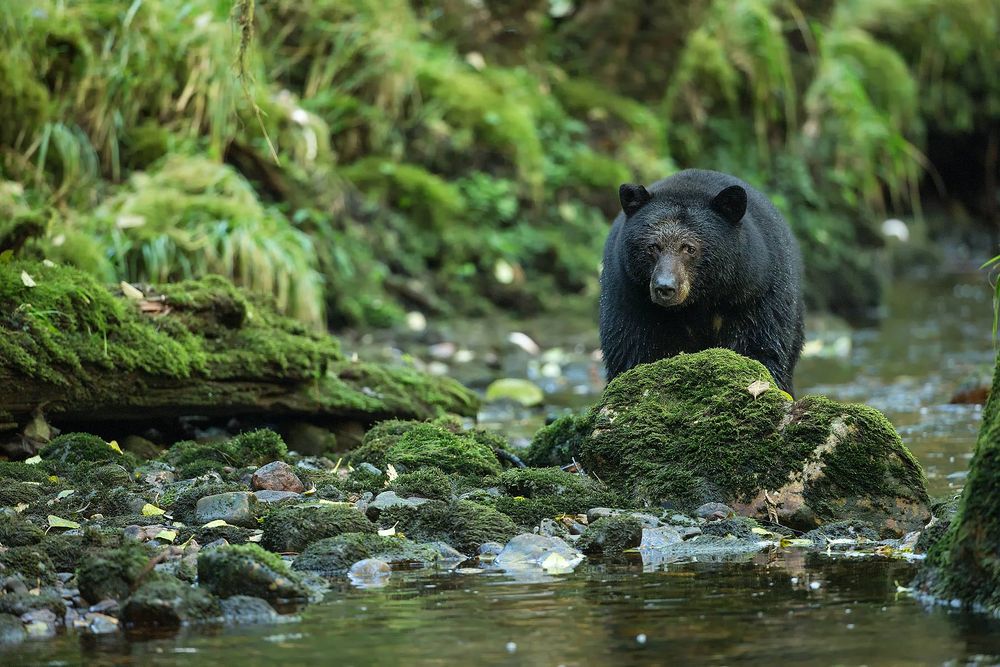 Black-bear-watching-the-river_E7T5713-Gribbell-Island,-British-Columbia,-Canada.jpg