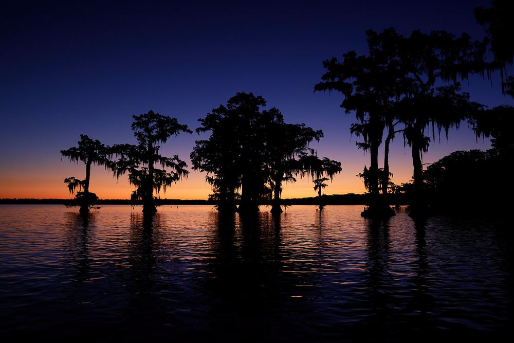 Cypress-trees-in-predawn-light_F0A2348.jpg