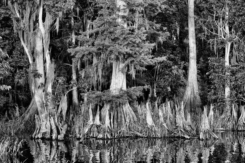 Cypress tree roots in B&W II_A9C1463-Lake Blue Cypress, FL.jpg
