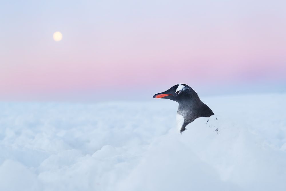 Gentoo-penguin-in-snow-with-moon-II_A3I6600-Port-Charcot,-Booth-Island,-Antarctica.jpg