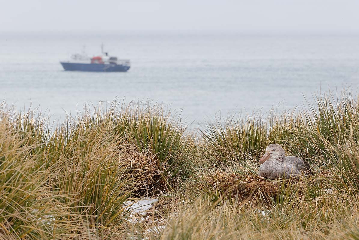 northern-giant-petrel-on-nest-with-ship_b8r3190-elsehul-south-georgia-islands-southern-ocean.jpg