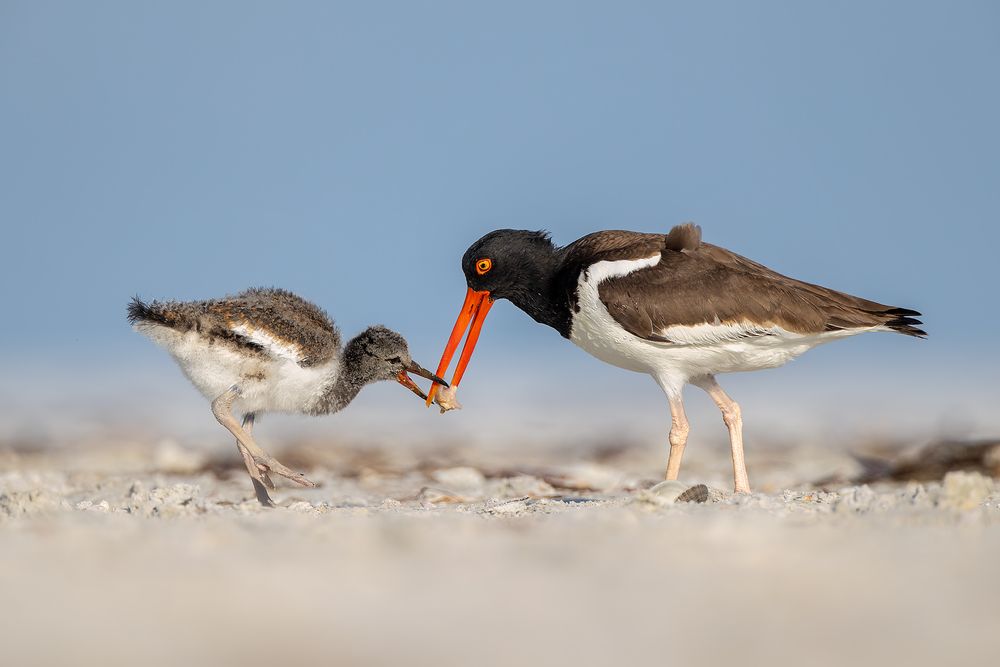 American-Oystercatcher-with-chick-and-clam_D8A9570-Fort-de-Soto,-FL,-USA.jpg