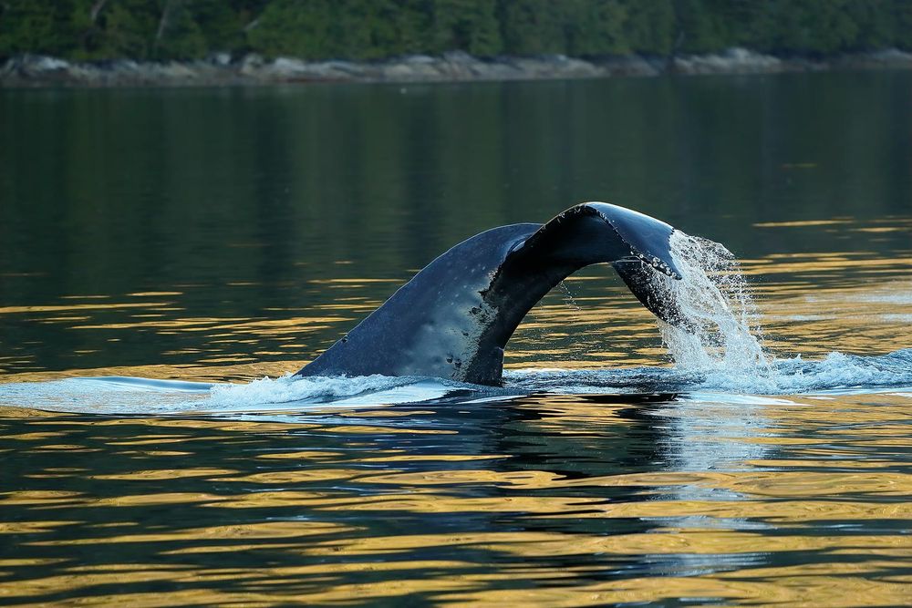Humback-whale-fluke-with-golden-reflection_A3I2042-Gribbell-Island,-British-Columbia,-Canada.jpg