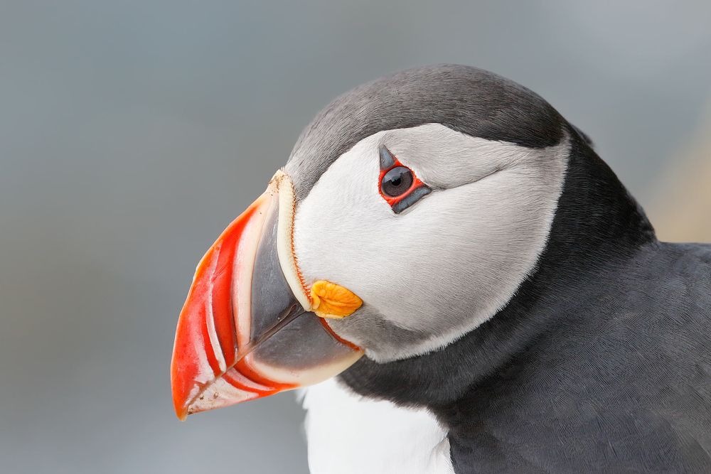Atlantic-puffin-head-portrait_44A3096-Latrabjarg,-West-Iceland.jpg