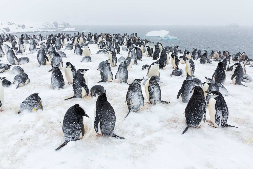 Chinstrap-penguin-colony-in-snow_S6A4505-Half-Moon-Island,-South-Shetland-Islands,-Antarctica.jpg