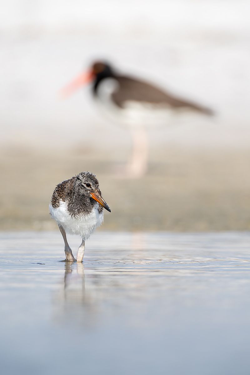 Amrican-oystercatcher-chick-with-parent-in-background_D8A9764-Fort-de-Soto,-FL,-USA.jpg