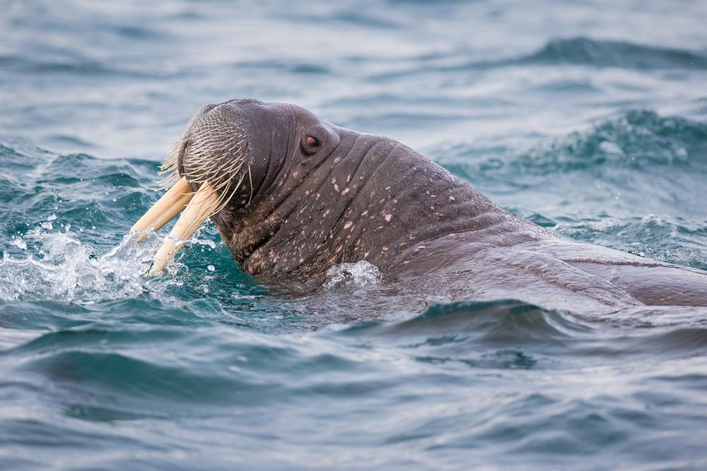 Walrus-popping-his-head-out-of-the-water_E7T3304-Murthsonfjorden,-Svalbard,-Arctic.jpg