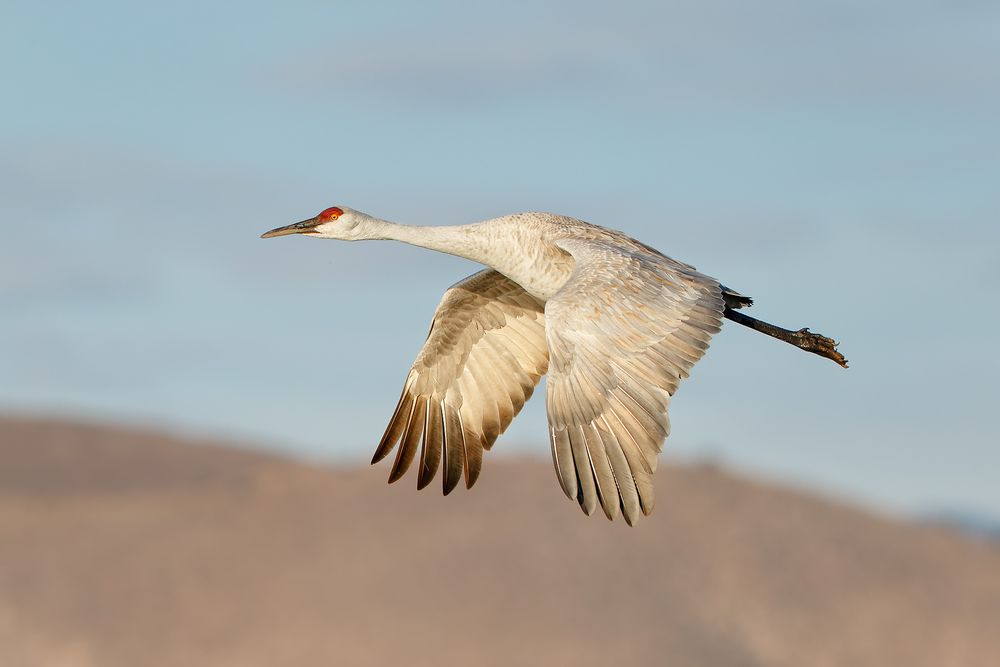 Sandhill-crane-wings-down_44A0487-Bosque-del-Apache-NWR,-San-Antonio,-NM,-USA.jpg