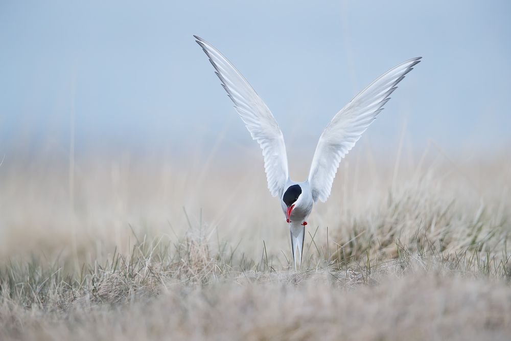 Arctic-tern-landing-in-grass_A3I1282-Arnarstapi,-West-Iceland.jpg