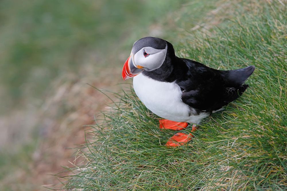 Atlantic-puffin-in-grass_A3I2597-Latrabjarg,-West-Iceland.jpg