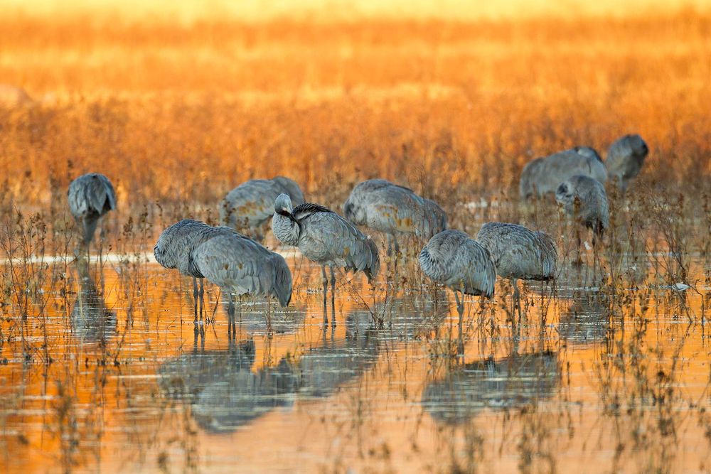 Sandhill-cranes-roosting-in-orange-reflection-23100474-Bosque-del-Apache-NWR,-San-Antonio,-NM.jpg