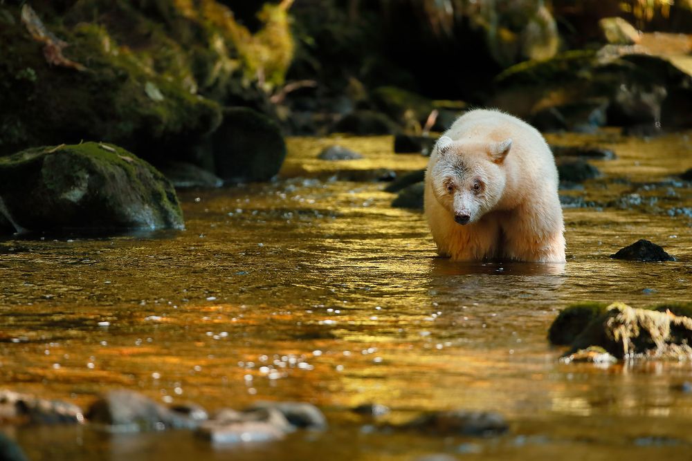 Spirit-bear-looking-for-salmon-in-the-river_E7T5390-Gribbell-Island,-British-Columbia,-Canada.jpg