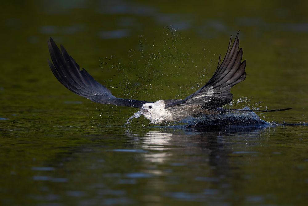 Swallow-tail-kite-sequence-I-drinking-water_F7A8595-Lake-Woodruff,-FL,-USA.jpg