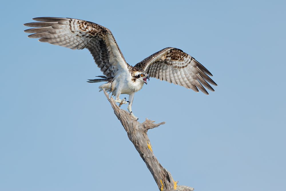 Osprey-chick-landing-on-perch_E7T1184-Lake-Blue-Cypress,-Indian-River-County,-FL,-USA.jpg