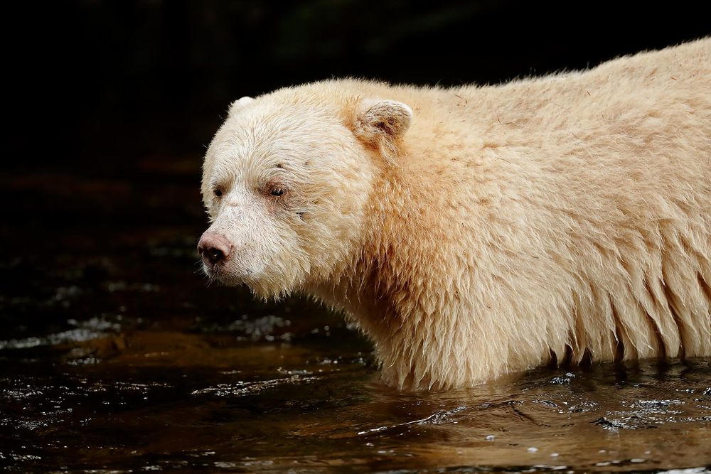 Spirit-bear-in-river-against-dark-background_A3I2653-Gribbell-Island,-British-Columbia,-Canada,.jpg