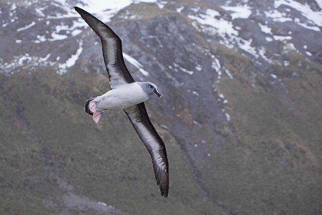 Grey-Headed-Albatross-banking-against-mountain-bkgd_B8R2296-King-Haakon-Bay-South-Georgia-Islands.jpg