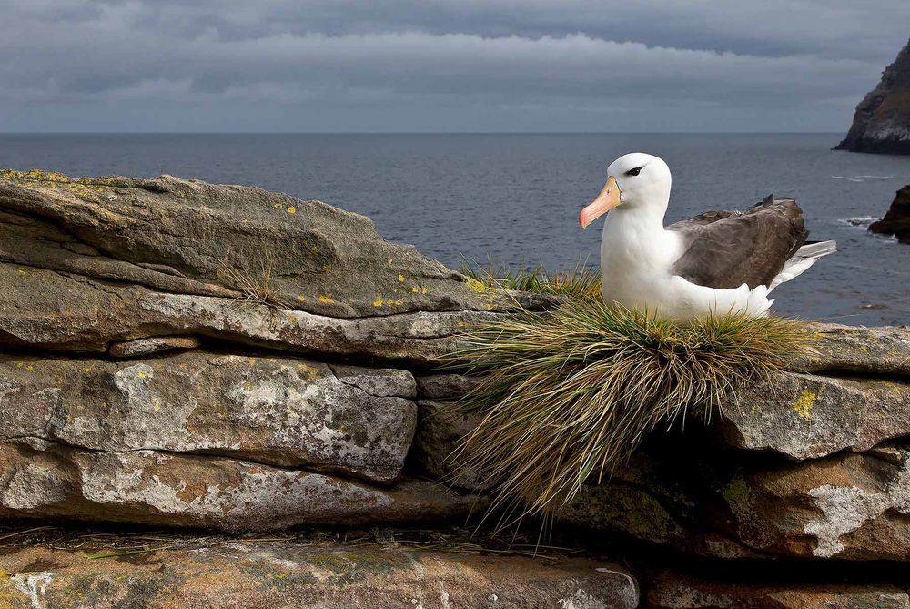 Black-browed-Albatross-on-rocks-with-dark-blue-sky-bkgd_B8R6064-New-Island,-Falkland-Islands.jpg