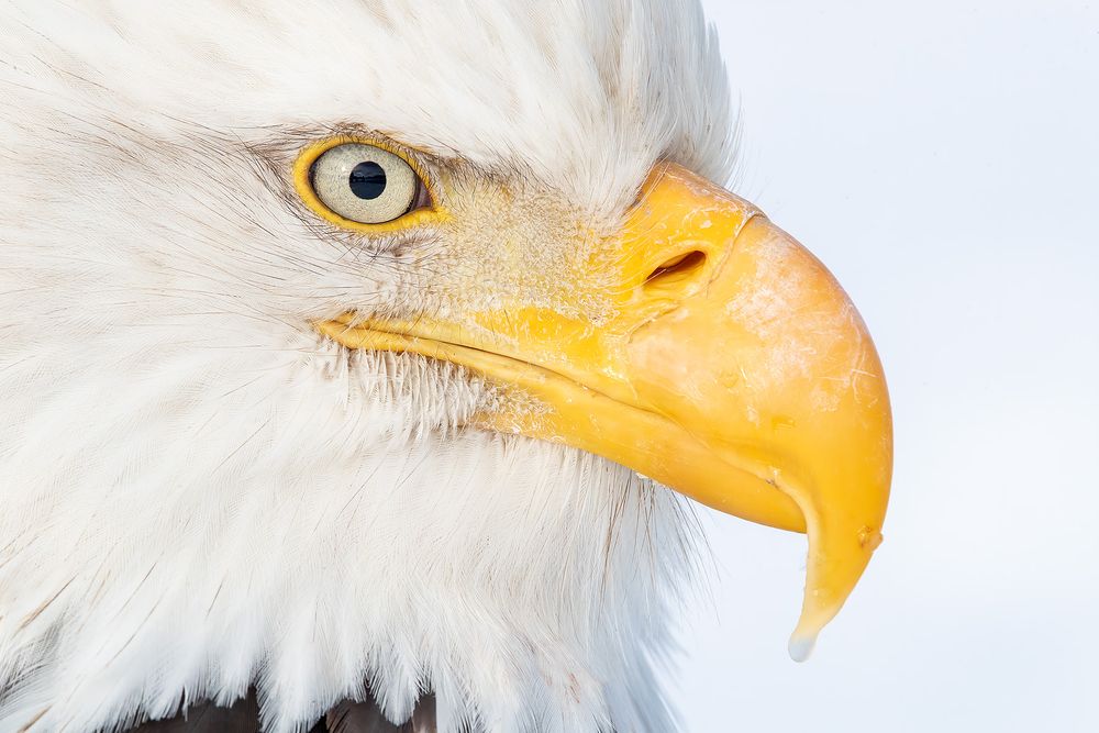 Bald eagle eye ball_A3I9462-Kachemak Bay, Kenai Peninsula, AK, USA.jpg