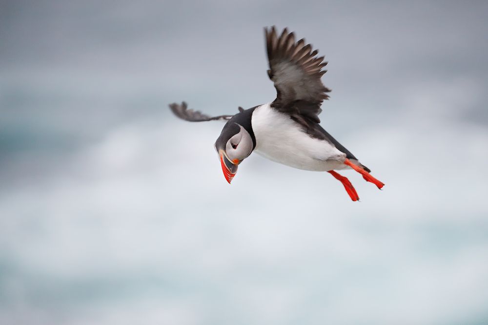Atlantic-puffin-flying-by_A3I3294-Latrabjarg,-West-Iceland.jpg