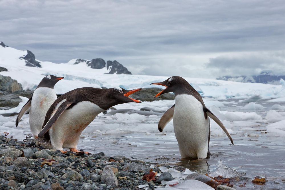 Gentoo-Penguins-arguing-with-each-other_S6A8189-Cuverville-Island,-Antarctica.jpg