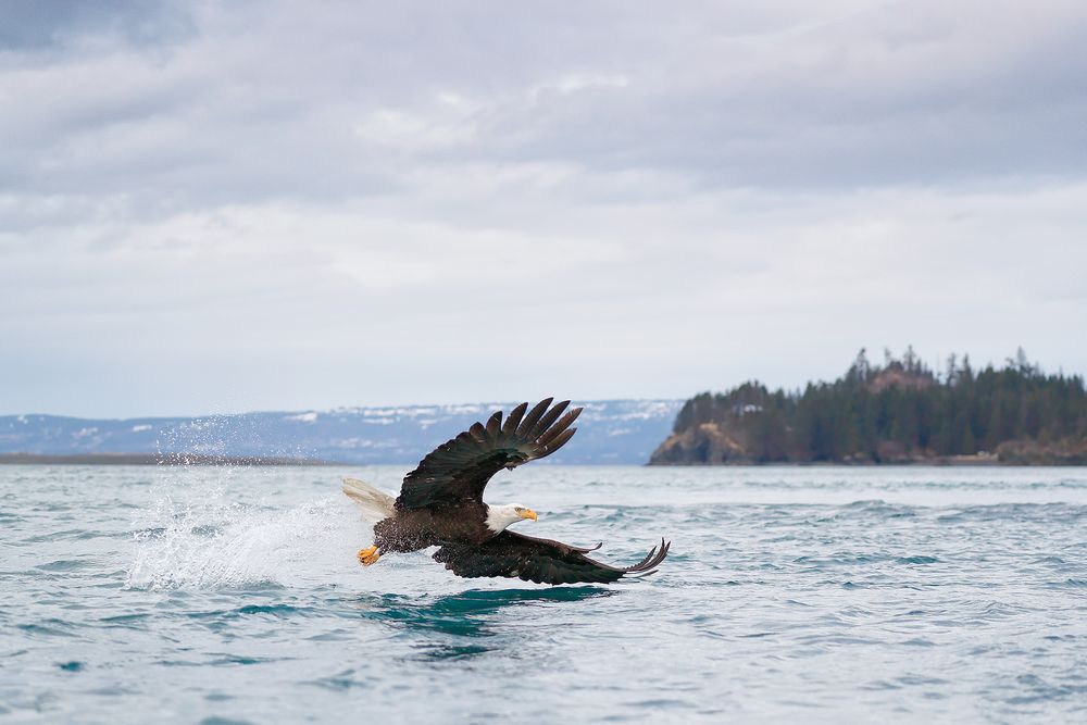 Bald eagle wings forward wide angle_A3I2434-Kachemak Bay, Kenai Penisula, AK, USA.jpg