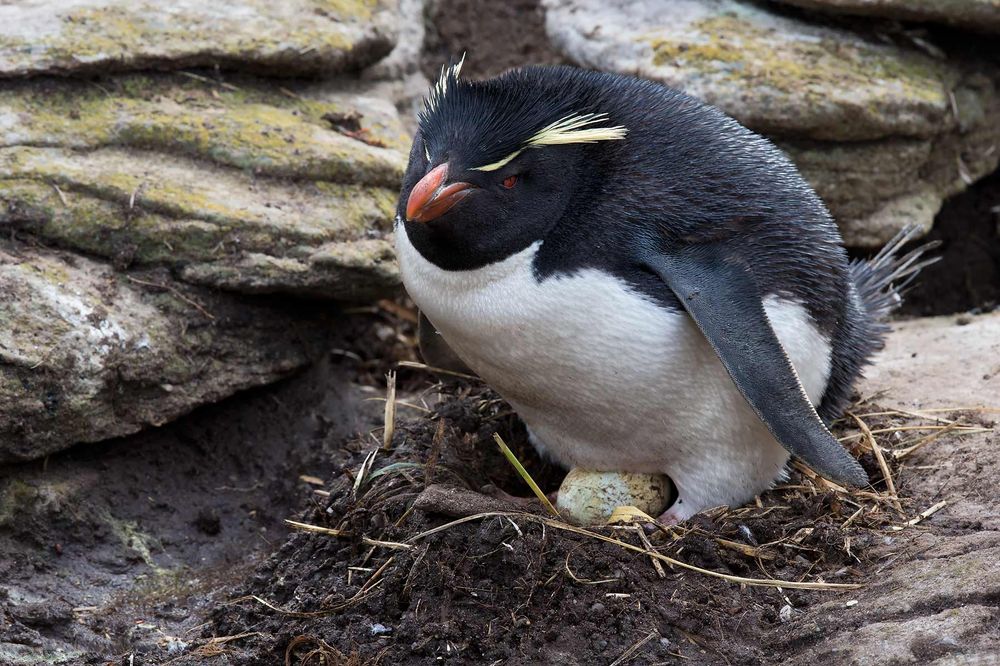Rockhopper-Penguin-on-the-nest-with-egg-visible_E7T6195-New-Island,-Falkland-Islands.jpg