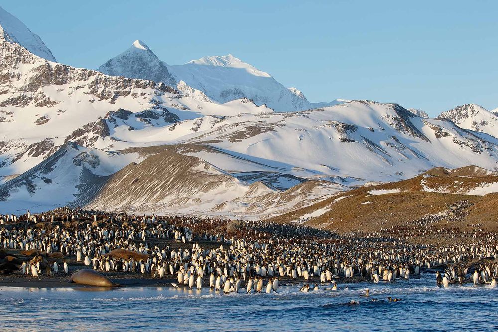 King-Penguins-and-Elephants-seal-on-the-beach_E7T2003-St-Andrews-Bay-entrance,-South-Georgia-Islands,-Southern-ocean.jpg