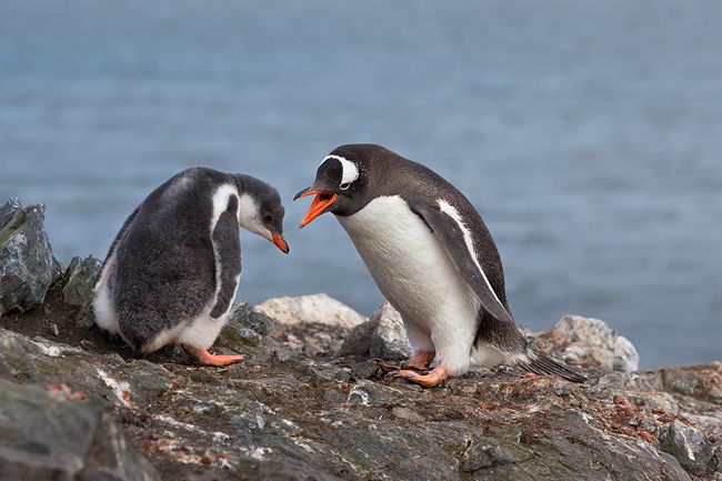 Gentoo-Penguin-and-chick-arguing_E7T6539-Hannah-Point-South-Shetland-Islands-Antarctica.jpg