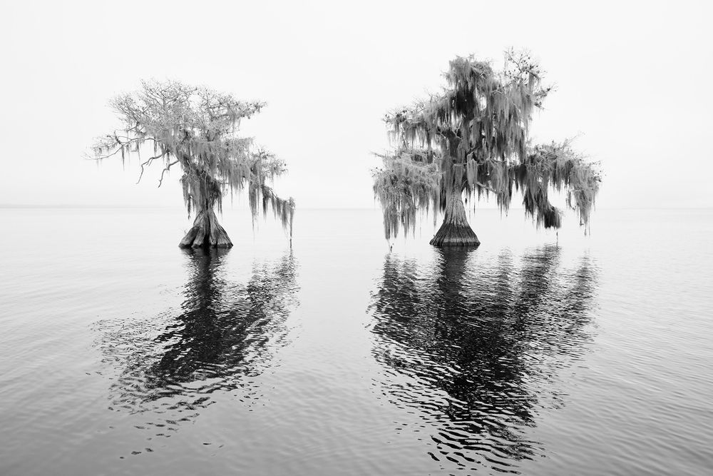 Two cypress tress in the lake_S6A0580-Lake Blue Cypress, FL, USA.jpg