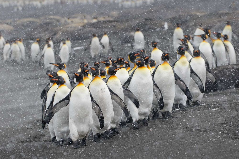 King-penguins-on-the-beach-with-snow_44A5579-Gold-Harbour,-South-Georgia-Islands,-Southern-ocean.jpg