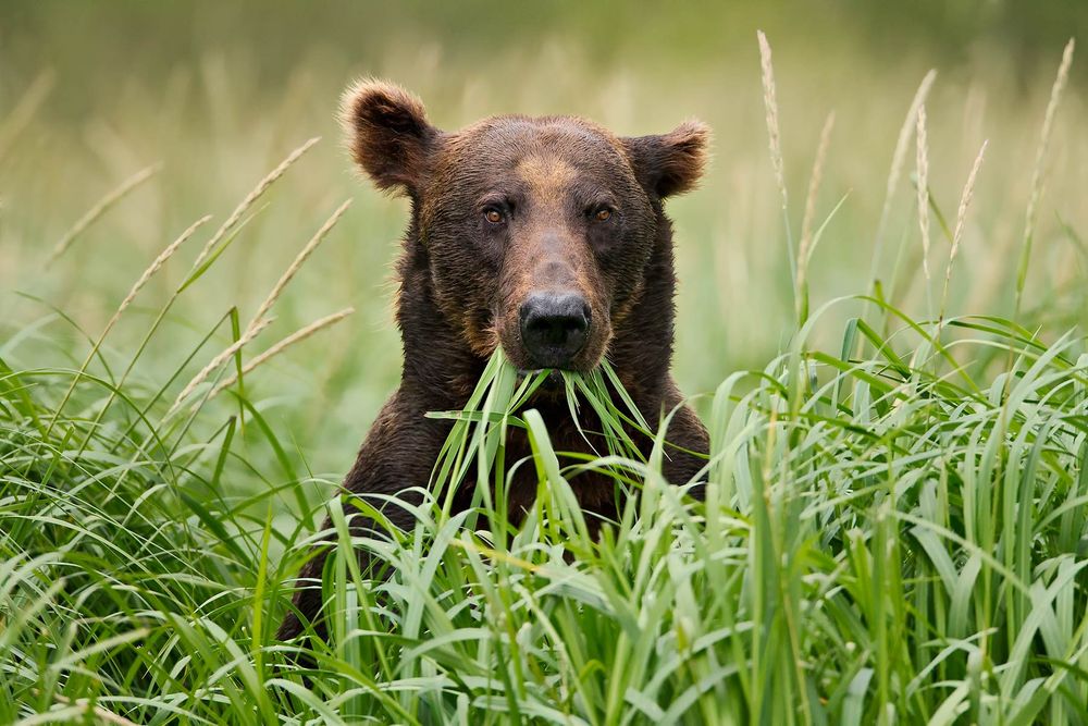 Brown-bear-eating-grass-sticking-out-above-grass_M7E9777-Geographic-Harbor,-Katmai-National-Park,-AK.jpg