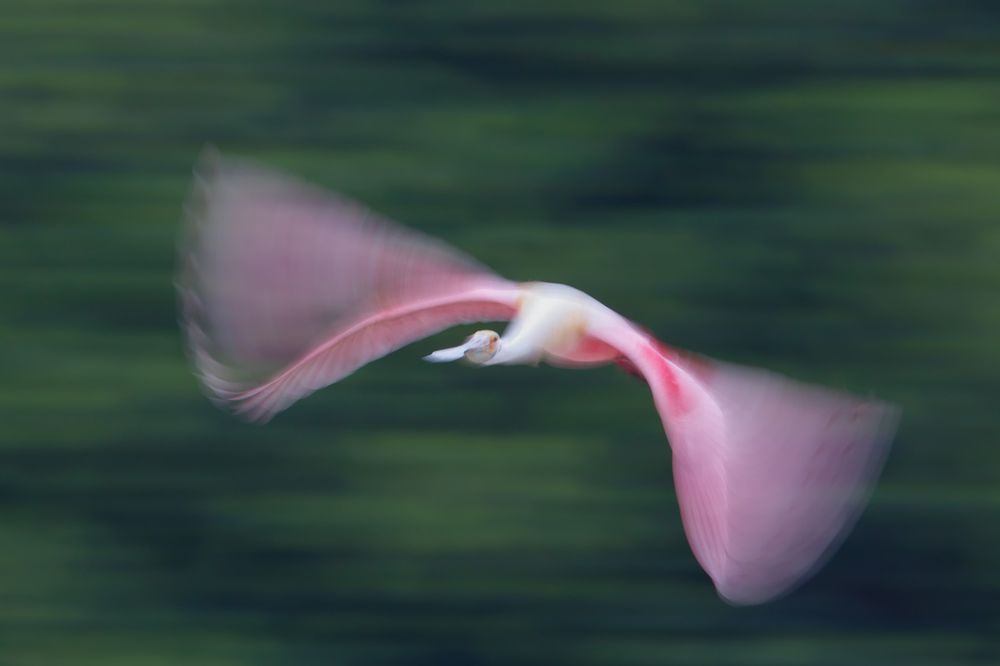 Spoonbill blur with green background_44A3338-Alafia Banks, Riverview, FL, USA.jpg