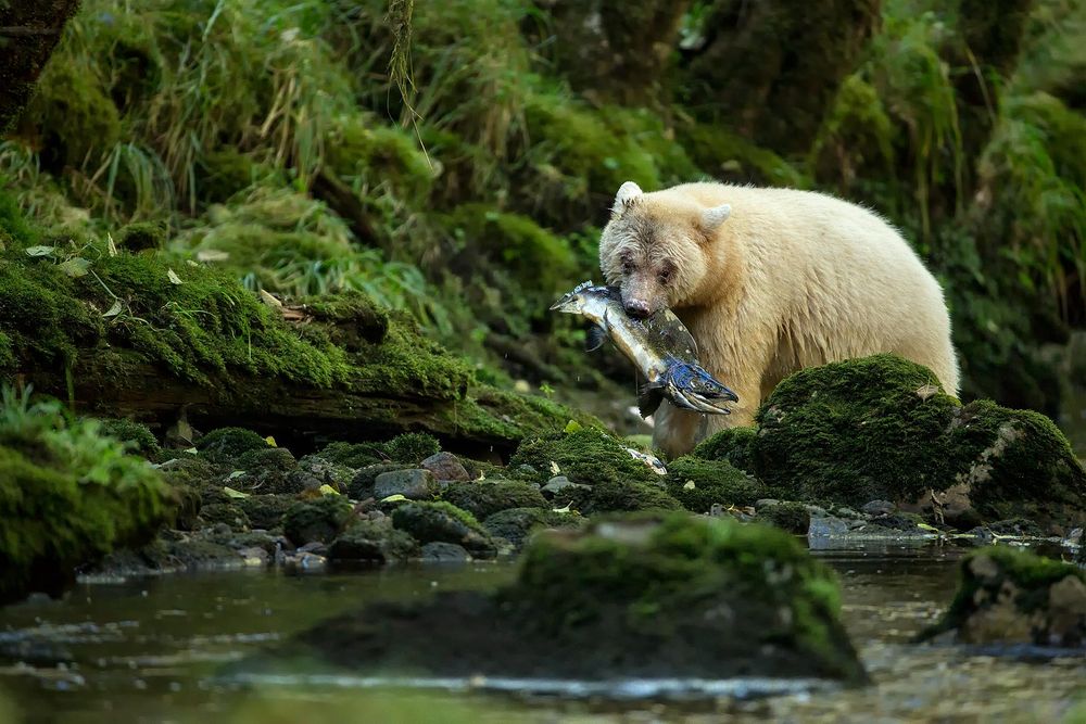 Spirit-bear-with-salmon-looking-at-the-river-II_E7T5629-Gribbell-Island,-British-Columbia,-Canada.jpg
