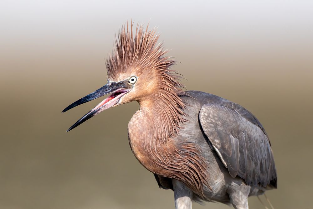 Reddish-egret-hair-do_D8A1737-Fort-de-Soto,-FL,-USA.jpg