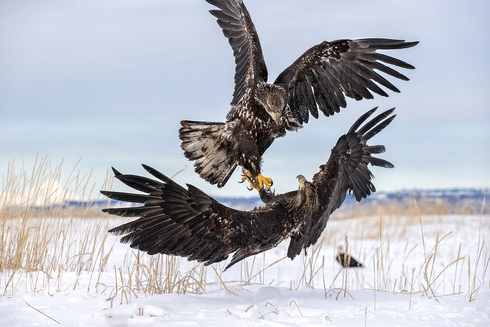Bald eagle juveniles fighting_95I3983-Kachemak Bay, Kenai Peninsula, AK, USA.jpg