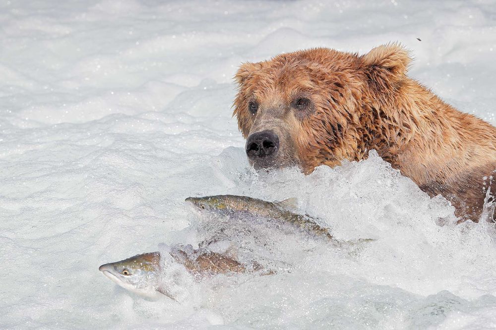 Coastal-brown-bear-with-salmon-swimming-by_A3I8735-Brooks-Falls,-Katmai-National-Park-&-Preserve,-AK,-USA.jpg