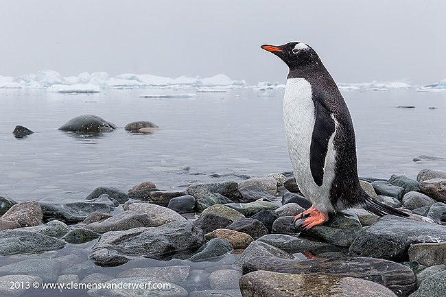 Gentoo-penguin-looking-out-over-Cuverville-Bay_B8R7238-Cuverville-Island-Antarctica.jpg
