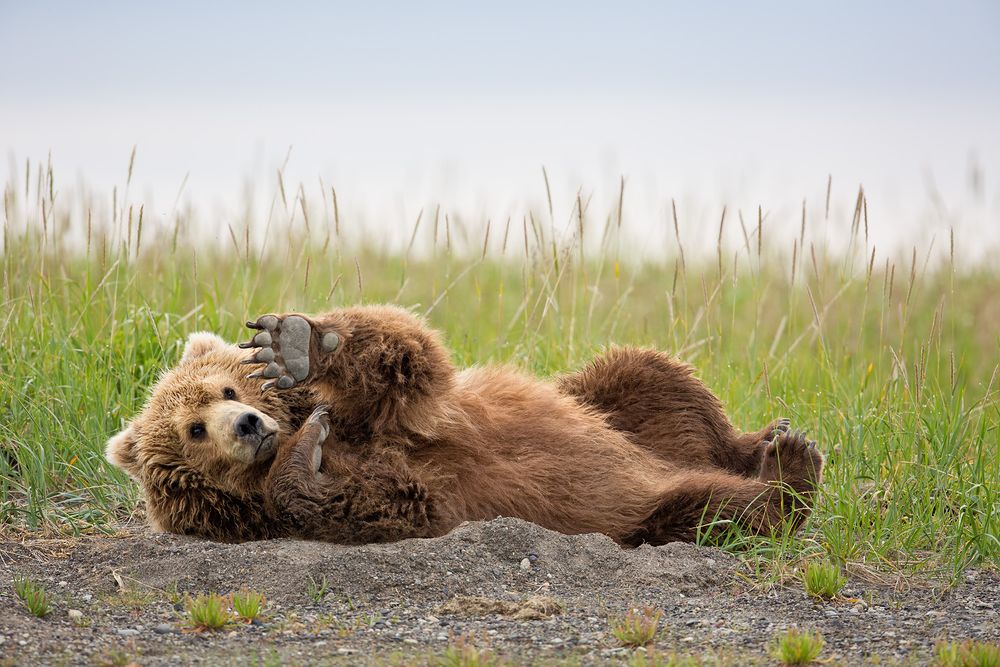 Coastal Brown Bear laying in gravel paw raised_W7C1348-Hallo Bay, Katmai NP, AK.jpg