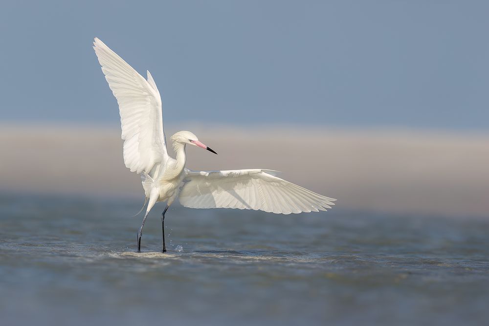 Reddish-egret-White-morph-fishing_F7A4749-Fort-de-Soto,-Tierra-Verde,-FL,-USA.jpg