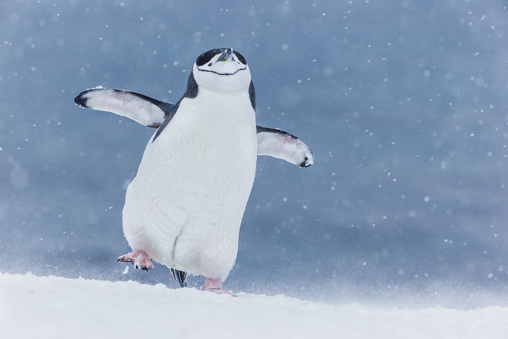 Chinstrap-penguin-walking-with-foot-up_E7T5853-Half-Moon-Island,-South-Shetland-Islands,-Antarctica.jpg