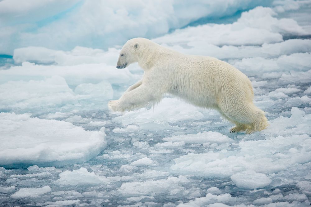 Polar-bear-jumping-on-sea-ice-sheet_B8R4865-Sea-ice-at-81-degree-North,-Svalbard,-Arctic.jpg