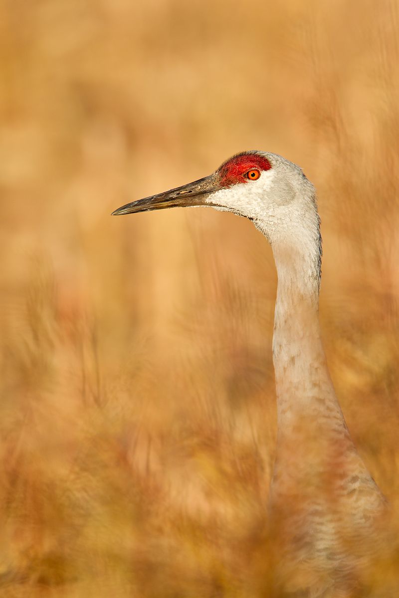 Sandhill-crane-portrait-in-cornfield-23101260-Bosque-del-Apache-NWR,-San-Antonio,-NM.jpg