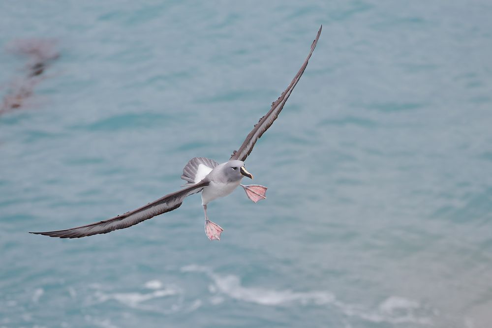 Grey-headed-Albatros-coming-in-for-landing_B8R3236-Elsehul,-South-Georgia-Islands,-Southern-ocean.jpg