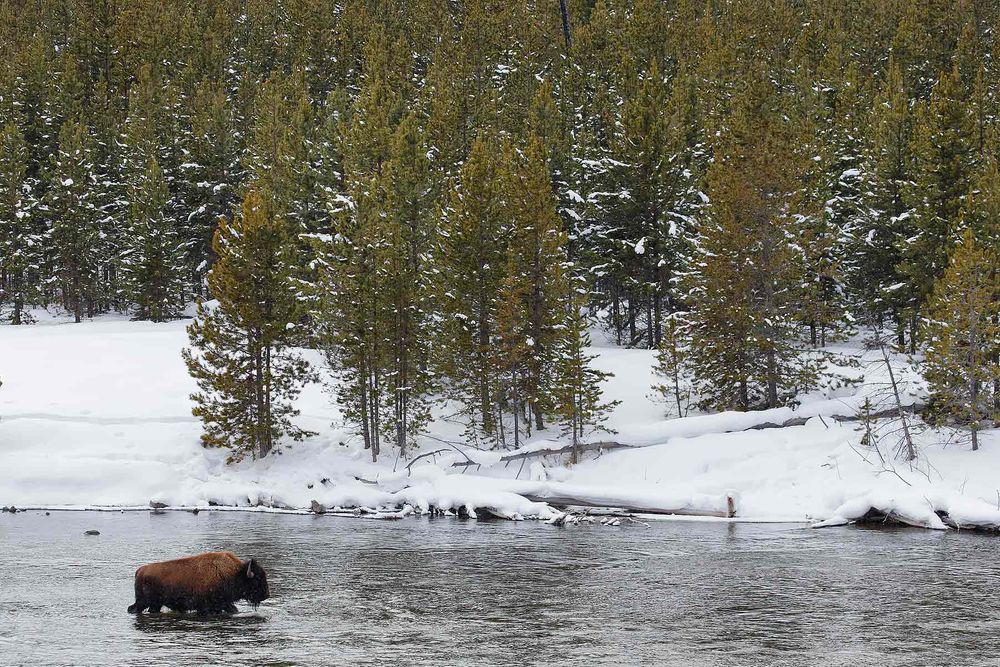 Bison-walking-in-the-Madison-river_B8R6638-Yellowstone-National-Park,-WY,-USA.jpg